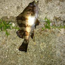 ファーストキャスト！