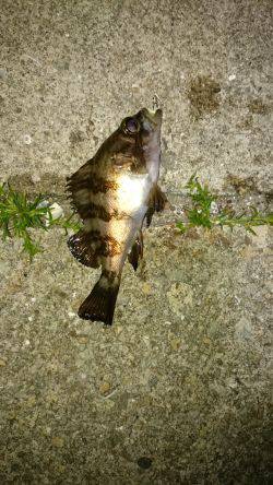 ファーストキャスト！