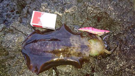 ショアジギング＆エギング