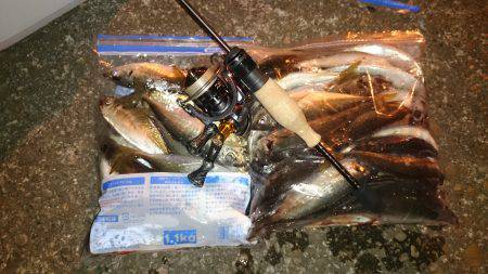 アジング釣行記 &アオリイカ