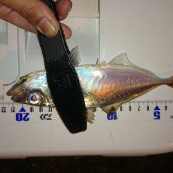 アジング釣行記