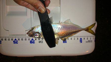 アジング釣行記