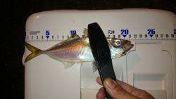 アジング釣行記