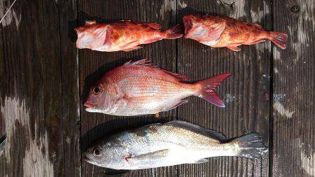 沼島にちょい投げ