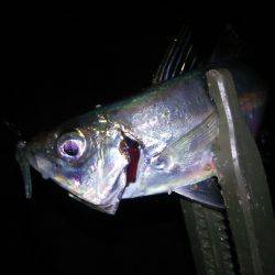 淡路島・洲本でアジング！メバルも！