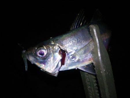 淡路島・洲本でアジング！メバルも！