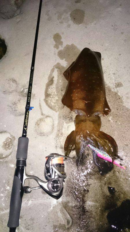 今年初エギング