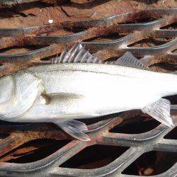 小春日和にエビ撒き