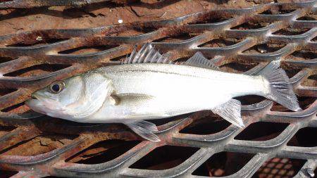 小春日和にエビ撒き