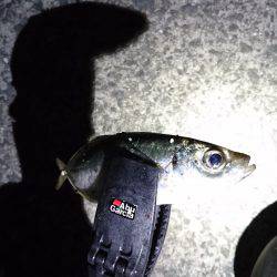 雨上がりのアジング