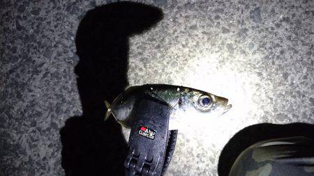 雨上がりのアジング