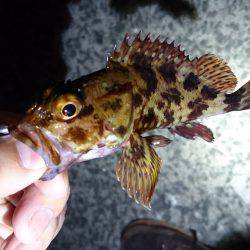アジは雨でも、