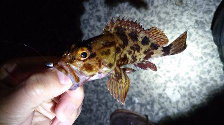 アジは雨でも、