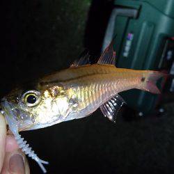 アジング時々…