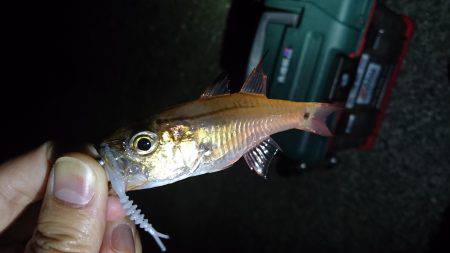 アジング時々…