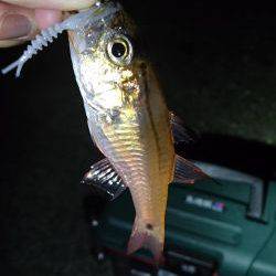 アジング時々…