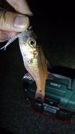 アジング時々…