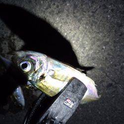 地震のアジング