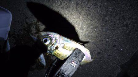 地震のアジング