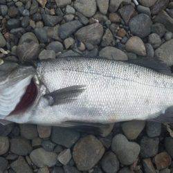 磯よりの浜で！！