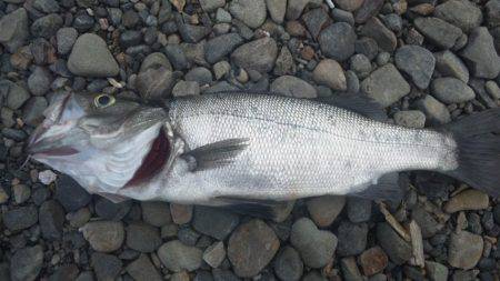 磯よりの浜で！！