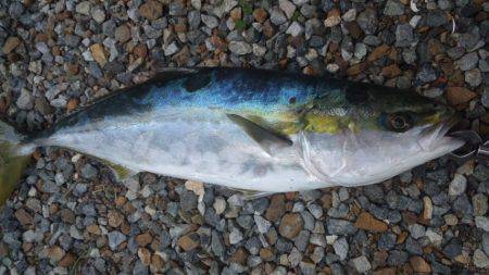 ミノーでゲット！！