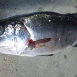 ナイトシーバス