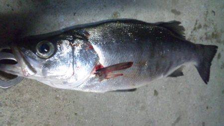 ナイトシーバス