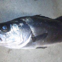 ナイトシーバス