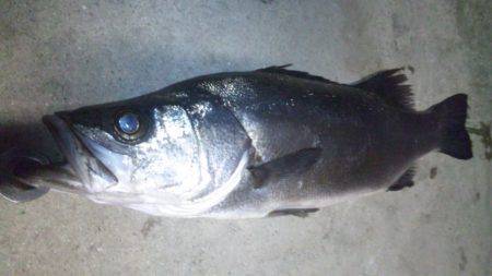 ナイトシーバス