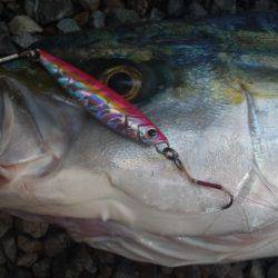 ショアジギング釣行