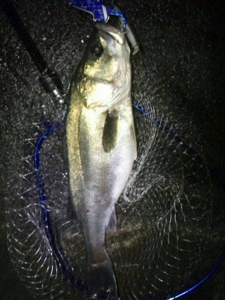 久し振りに釣れた…