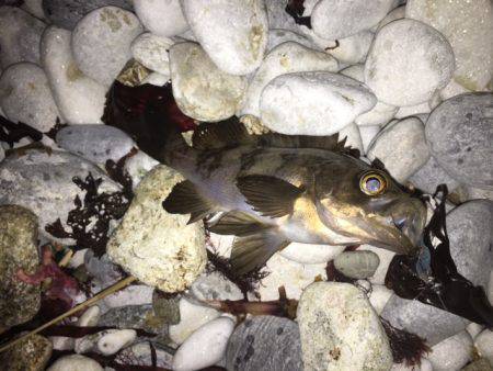 爆風の中メバル調査