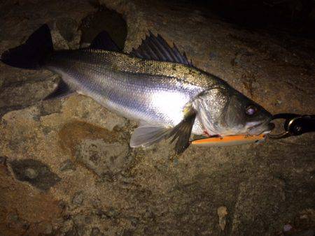 小ぶりですが・・・。