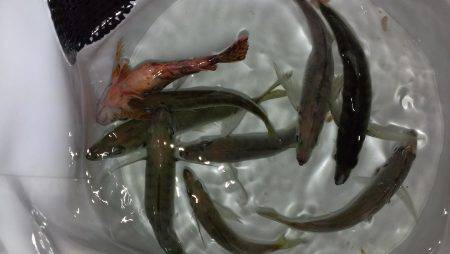 何か釣れるかなぁ？