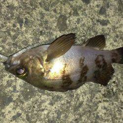 アジング／其の三