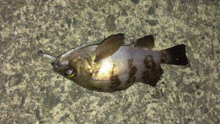 アジング／其の三