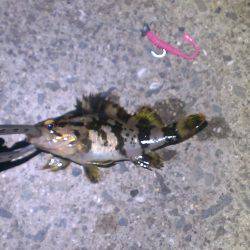 なんとか１匹ゲット