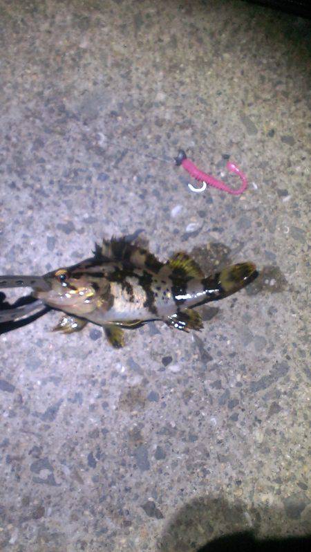 なんとか１匹ゲット