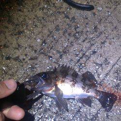 雨の中なんとかメバル１匹