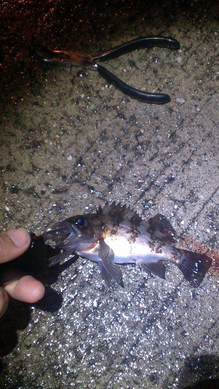 雨の中なんとかメバル1匹