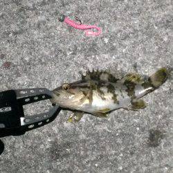 ボウズ逃れのメバリング