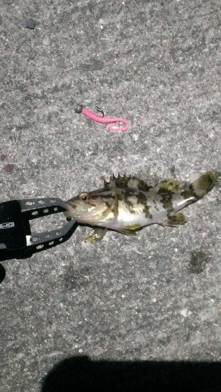 ボウズ逃れのメバリング