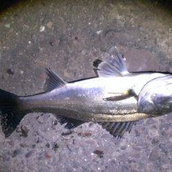 リハビリ完了 久々に釣れました！