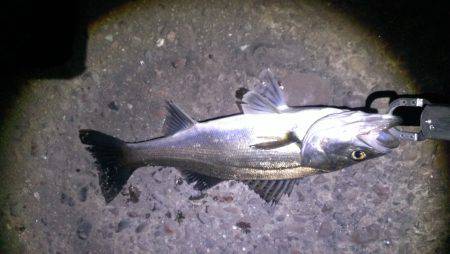 リハビリ完了 久々に釣れました！