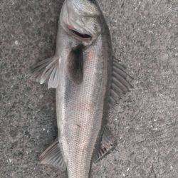 千載一遇のチャンスを確実に活かしました。