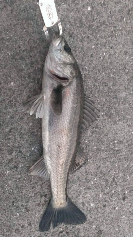 千載一遇のチャンスを確実に活かしました。