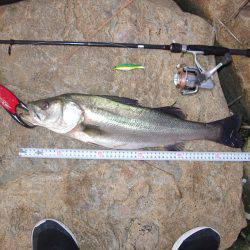 ｼｰﾊﾞｽ修行