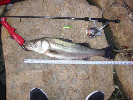 ｼｰﾊﾞｽ修行