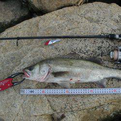 ｼｰﾊﾞｽ修行